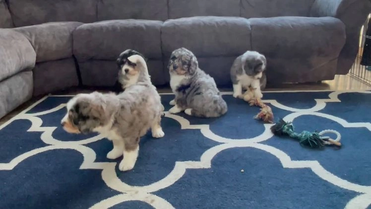 Bernedoodle dogs for sale: Ms. Sasha - Video 1