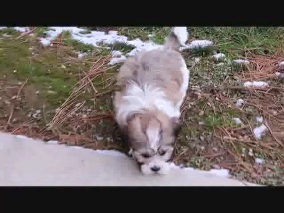 Teddy Bear dogs for sale: Louise - Video 1