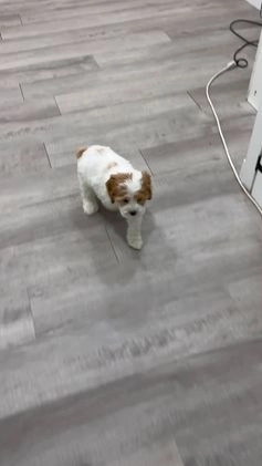 Cockapoo dogs for sale: Ruger - Video 1