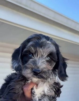 Miniature Poodle dogs for sale: Wave Blue - Video 2