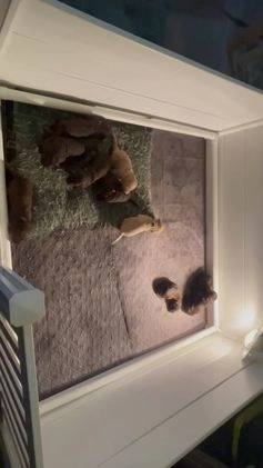 Goldendoodle dogs for sale: Mr green - Video 2