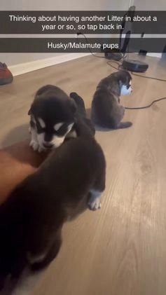 Mixed Breed dogs for sale: Vexen - Video 2