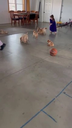 Golden Retriever dogs for sale: Emily  - Video 1