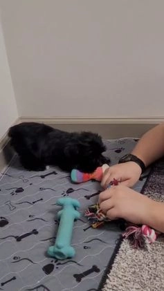 Mixed Breed dogs for sale: Muffin - Video 1