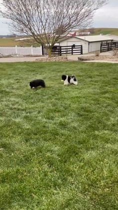 Pomeranian dogs for sale: Riley  - Video 1