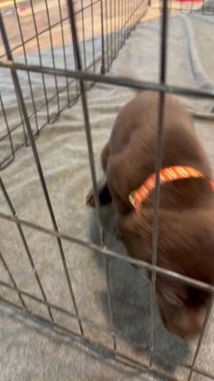 Mixed Breed dogs for sale: Carmella / Cinimini / Honey / Albany / Mini zoo / midnight - Video 3