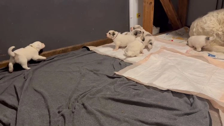 Great Pyrenees dogs for sale: Opal- yellow - Video 1