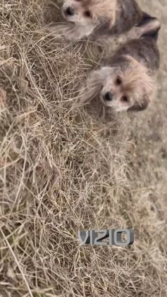 Maltipoo dogs for sale: Vizio - Video 2