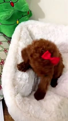 Toy Poodle dogs for sale: Babe cakes  - Video 1