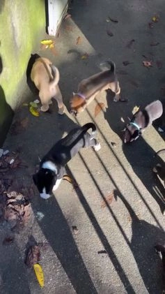 Mixed Breed dogs for sale: Bear - Video 1