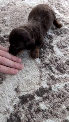 Miniature Dachshund dogs for sale: Falcon - Video 1