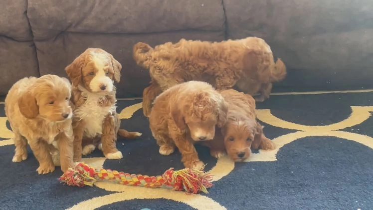 Mini Goldendoodle dogs for sale: Mr. Parker - Video 1