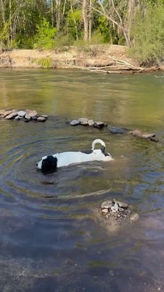 Mixed Breed dogs for sale: Mixed Breed Puppy 9 - Video 1