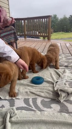 Labradoodle dogs for sale: Holly - Video 1