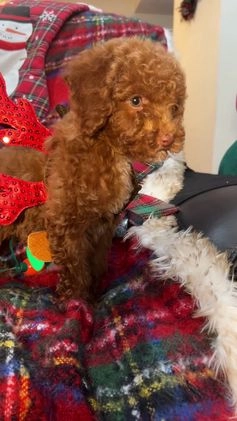 Toy Poodle dogs for sale: Toy Poodle Puppy 3 - Video 1
