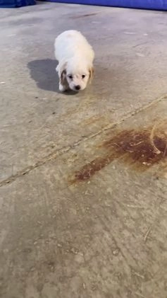 Cockapoo dogs for sale: Ace - Video 4