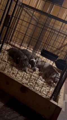 American Bully dogs for sale: American Bully Male - Video 3