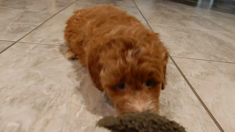 Mini Goldendoodle dogs for sale: Zoey - Video 1