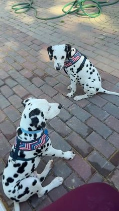 Dalmatian dogs for sale: Dalmatian Puppy 1 - Video 1