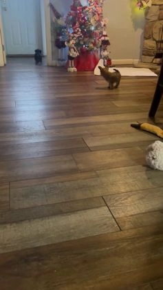 Shorkie dogs for sale: Shorkie Puppy 3 - Video 1