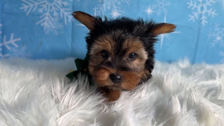 Yorkshire Terrier dogs for sale: Ana  - Video 1