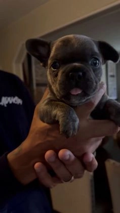 French Bulldog dogs for sale: French Bulldog Puppy 1 - Video 3