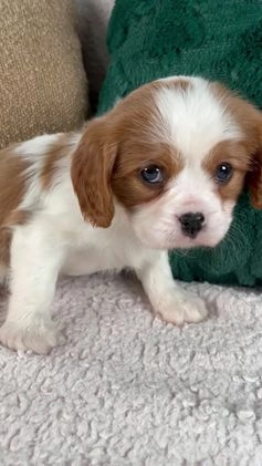 Cavalier King Charles Spaniel dogs for sale: Aspen - Video 1