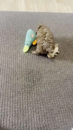 Toy Poodle dogs for sale: Toy Poodle Puppy 1 - Video 1