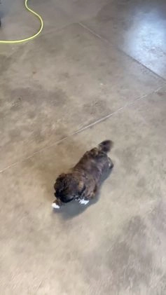 Shih Tzu dogs for sale: Snickers - Video 5