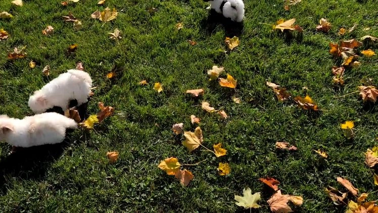 Havanese dogs for sale: Macy - Video 9