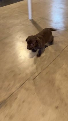 Labrador Retriever dogs for sale: Ace - Video 1