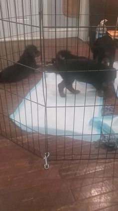 Rottweiler dogs for sale: Yellow - Video 1