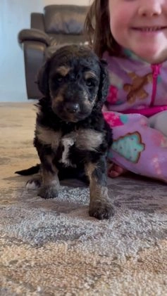 Aussiedoodle dogs for sale: Lizzy - Video 1