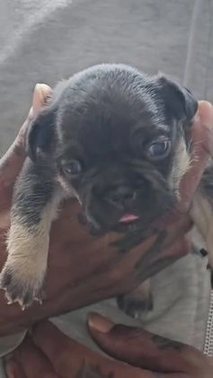 French Bulldog dogs for sale: Night  - Video 1