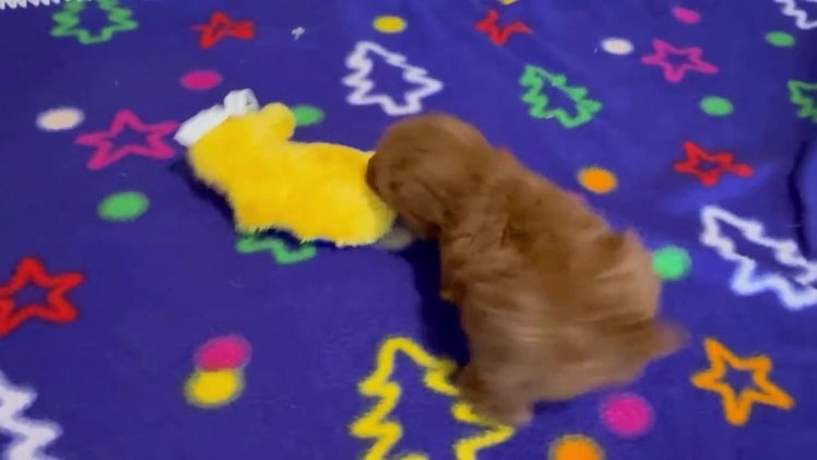 Toy Poodle dogs for sale: Talia - Video 1