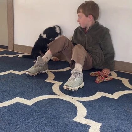 Bernedoodle dogs for sale: Ms. Maddie - Video 1