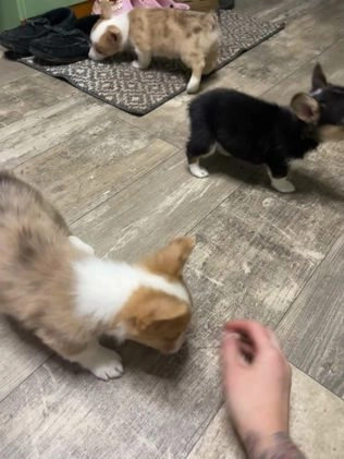 Welsh Corgi Pembroke dogs for sale: Chip - Video 2