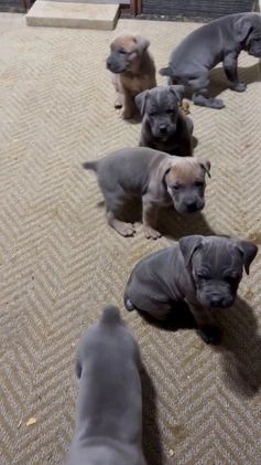 Cane Corso dogs for sale: Zeus - Video 1