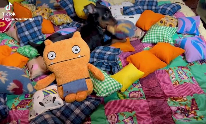 Miniature Pinscher dogs for sale: Rocco - Video 2