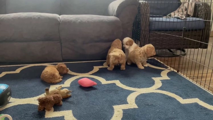 Mini Goldendoodle dogs for sale: Ms. Robinne  - Video 1