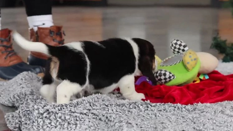 Beagle dogs for sale: Violet  - Video 1