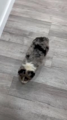 Australian Shepherd dogs for sale: Presley - Video 1