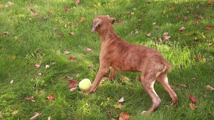 Boxer dogs for sale: Sam - Video 4