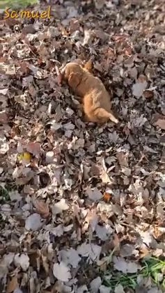 Cavapoo dogs for sale: Samuel - Video 1