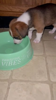 Mixed Breed dogs for sale: Beans - Video 1