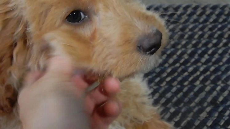 Mini Goldendoodle dogs for sale: Odie - Video 2