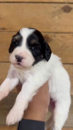 Mini Bernedoodle dogs for sale: Milo - Video 9