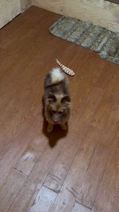 Pomeranian dogs for sale: Sweet Oscar - Video 1