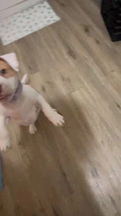 American Bully dogs for sale: American Bully Puppy 2 - Video 1