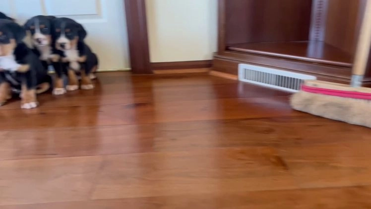 Greater Swiss Mountain Dog dogs for sale: Storm❤️🎄AKC Hip Cert❤️Call 717-859-8731 - Video 1